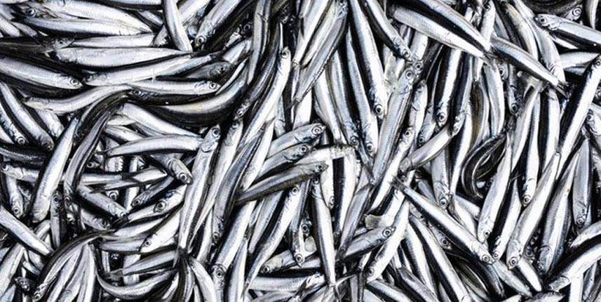 Hamsi tahtını geri aldı 3