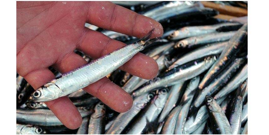 Hamsi tahtını geri aldı 1