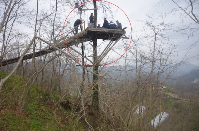 Üzüm asmasına kızdı ağacın tepesine kamelya yaptı 7