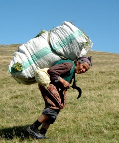 Karadeniz'de kadınlar yaz kış demeden çalışıyor 8