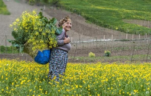 Karadeniz'de kadınlar yaz kış demeden çalışıyor 7