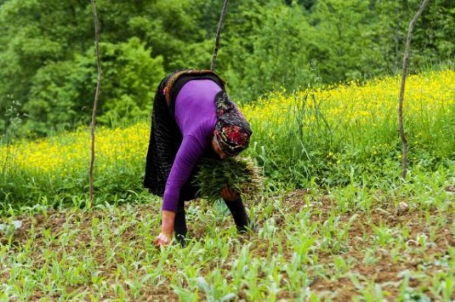 Karadeniz'de kadınlar yaz kış demeden çalışıyor 13