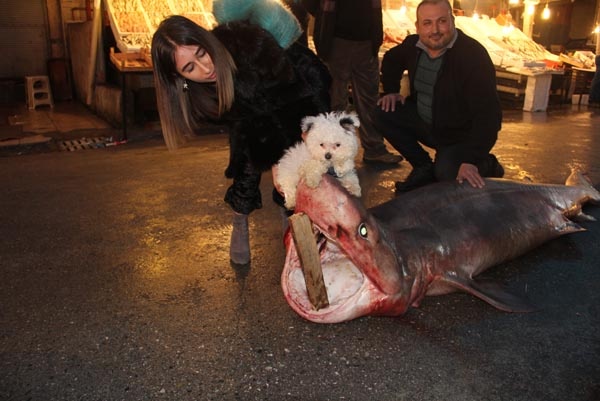 Görenler önce şok oldu, sonra telefona sarıldı 2