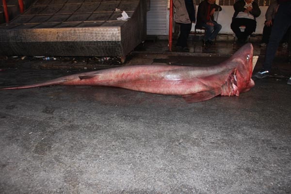 Görenler önce şok oldu, sonra telefona sarıldı 4