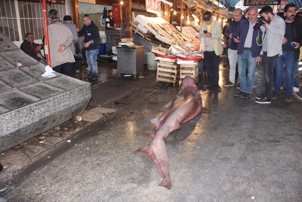 Görenler önce şok oldu, sonra telefona sarıldı 6