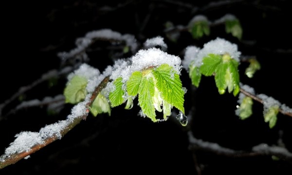 Fındık üreticisi dona karşı böyle önlem aldı 8