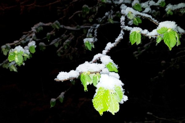Fındık üreticisi dona karşı böyle önlem aldı 10