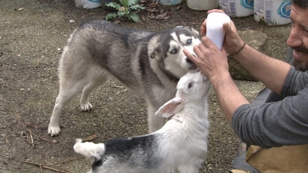 Rize'de görenleri şaşırtan olay - Sibirya kurdu ile yavru keçi... 3