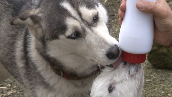 Rize'de görenleri şaşırtan olay - Sibirya kurdu ile yavru keçi... 2