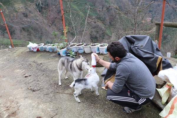 Rize'de görenleri şaşırtan olay - Sibirya kurdu ile yavru keçi... 6