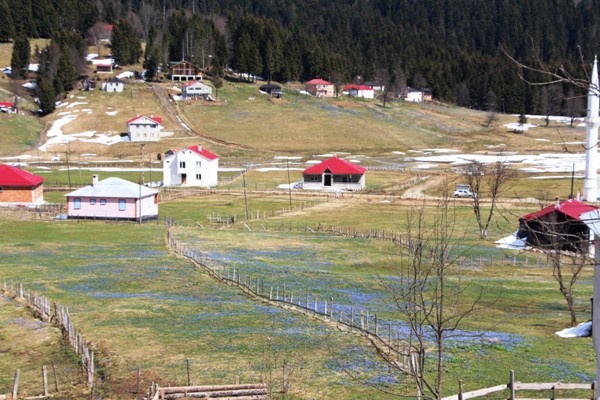 Mor Yayla'nın Mavi Yıldız çiçekleri kendini göstermeye başladı 8