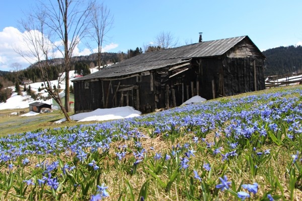 Mor Yayla'nın Mavi Yıldız çiçekleri kendini göstermeye başladı 7
