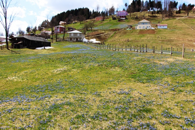 Mor Yayla'nın Mavi Yıldız çiçekleri kendini göstermeye başladı 14