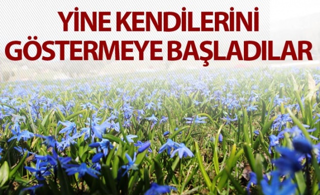 Mor Yayla'nın Mavi Yıldız çiçekleri kendini göstermeye başladı 1