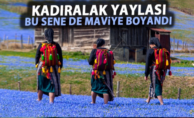 Kadıralak Yaylası bu yıl da maviye boyandı 1