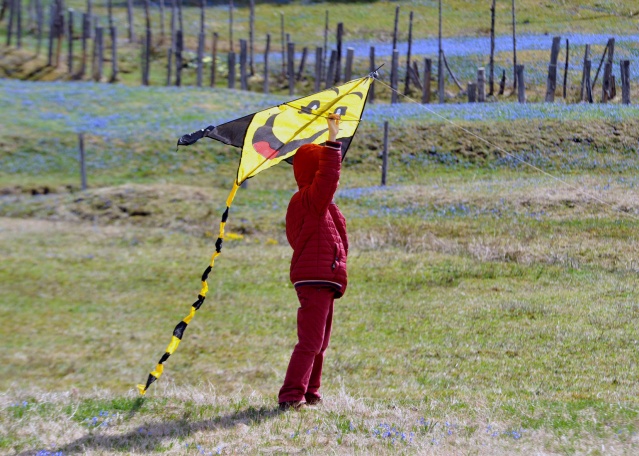 Kadıralak Yaylası bu yıl da maviye boyandı 2