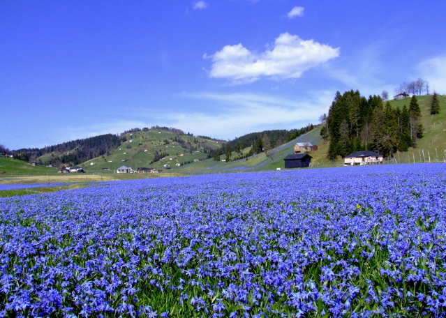 Kadıralak Yaylası bu yıl da maviye boyandı 10