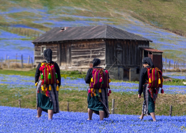 Kadıralak Yaylası bu yıl da maviye boyandı 11
