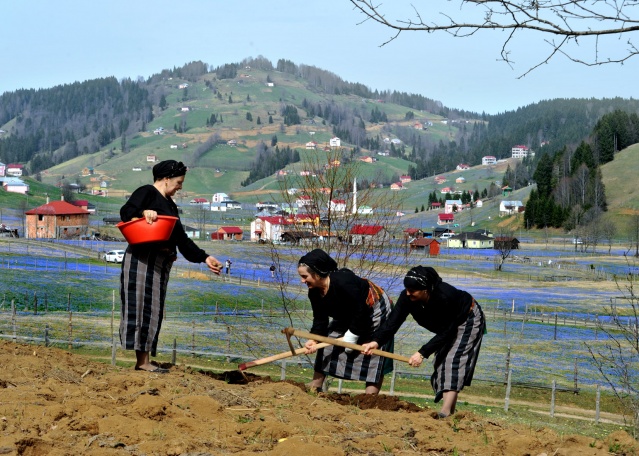 Kadıralak Yaylası bu yıl da maviye boyandı 5