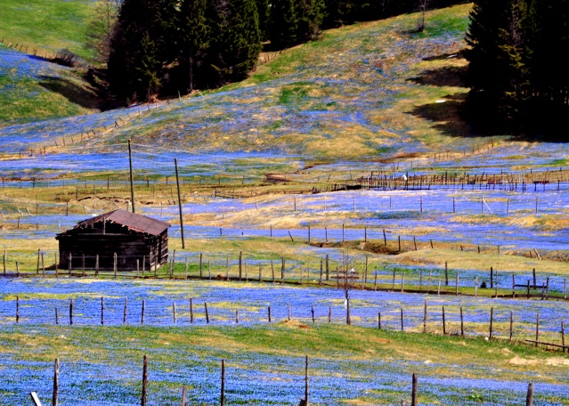 Kadıralak Yaylası bu yıl da maviye boyandı 13