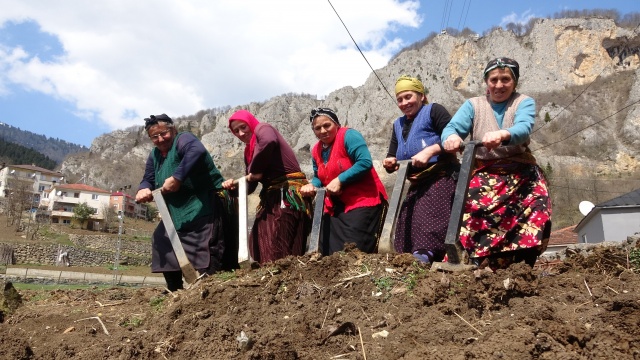 Bahar geldi Karadeniz kadını tarlaya indi 12