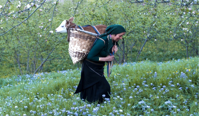 Bahar geldi Karadeniz kadını tarlaya indi 4