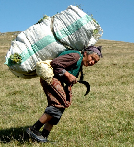 Bahar geldi Karadeniz kadını tarlaya indi 2