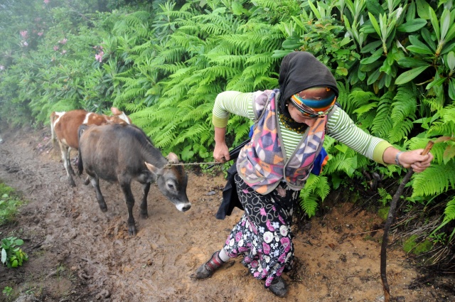 Bahar geldi Karadeniz kadını tarlaya indi 6