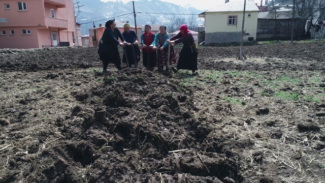 Bahar geldi Karadeniz kadını tarlaya indi 7