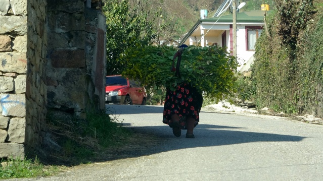 Bahar geldi Karadeniz kadını tarlaya indi 10