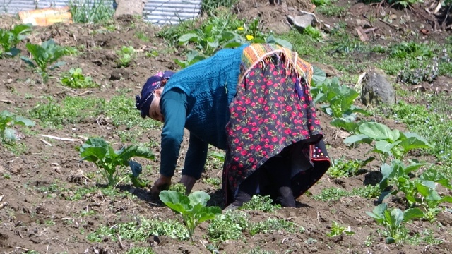 Bahar geldi Karadeniz kadını tarlaya indi 14
