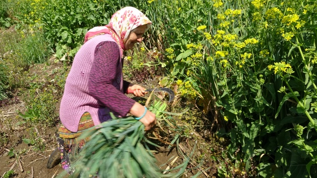 Bahar geldi Karadeniz kadını tarlaya indi 15