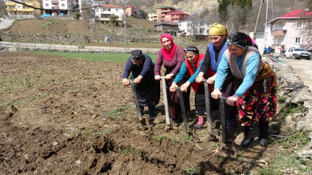 Bahar geldi Karadeniz kadını tarlaya indi 11