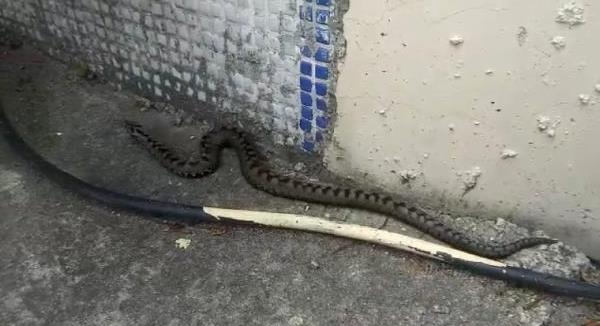 Rize'de yılan paniği 5