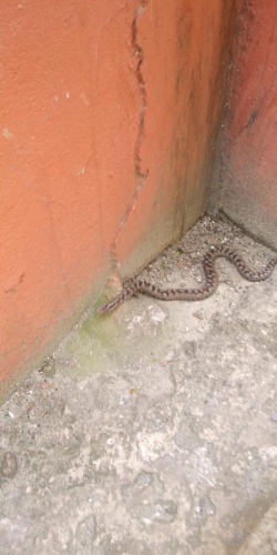 Rize'de yılan paniği 4