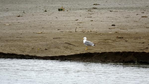 Sera Gölü bataklığa döndü 13
