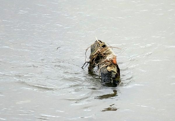 Sera Gölü bataklığa döndü 3
