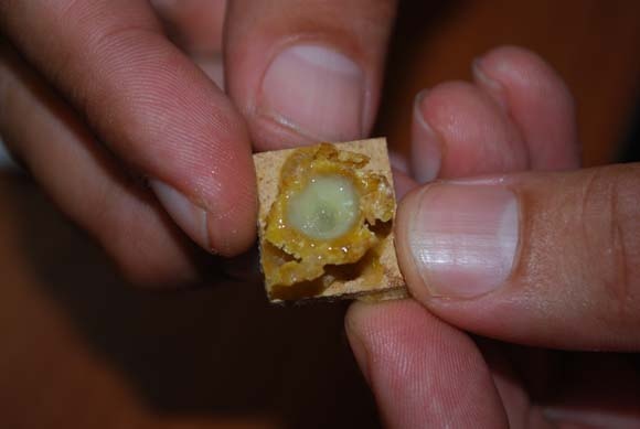 Karadeniz'de üretiliyor! Kilosu 20 bin TL 7