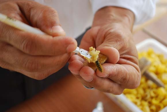 Karadeniz'de üretiliyor! Kilosu 20 bin TL 3