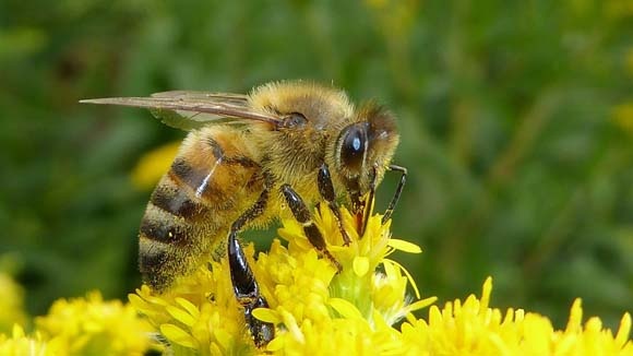 Karadeniz'de üretiliyor! Kilosu 20 bin TL 5