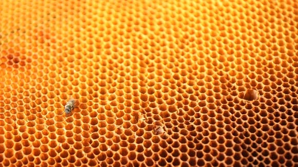 Karadeniz'de üretiliyor! Kilosu 20 bin TL 8