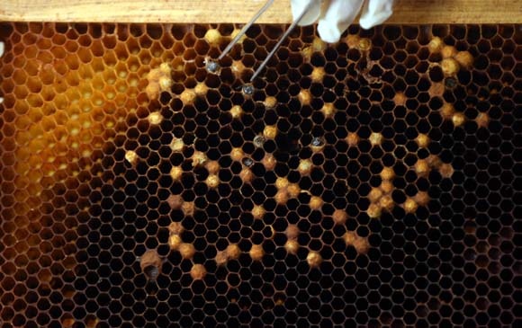 Karadeniz'de üretiliyor! Kilosu 20 bin TL 9