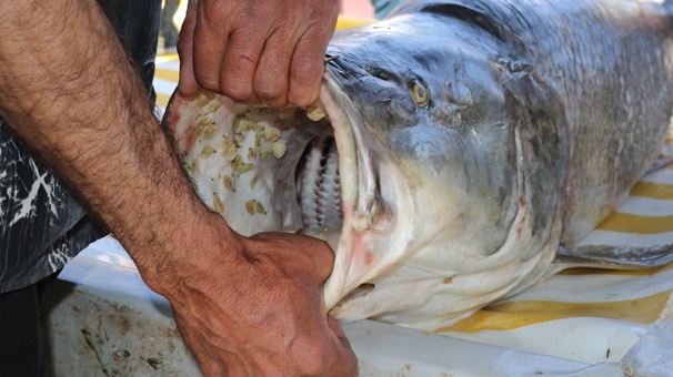 Gören inanamadı! 2 saat uğraşıp yakaladı 6
