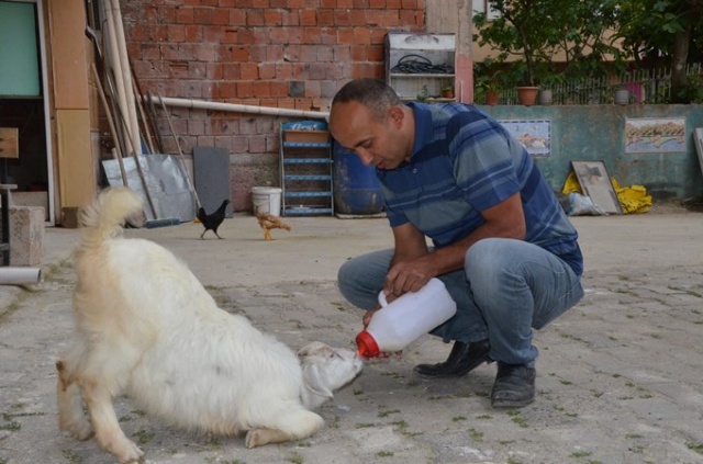 Çalışmaya bile onunla gidiyor 9