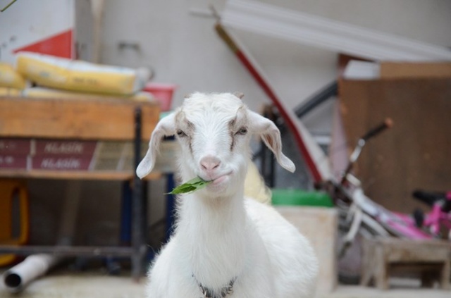 Çalışmaya bile onunla gidiyor 3
