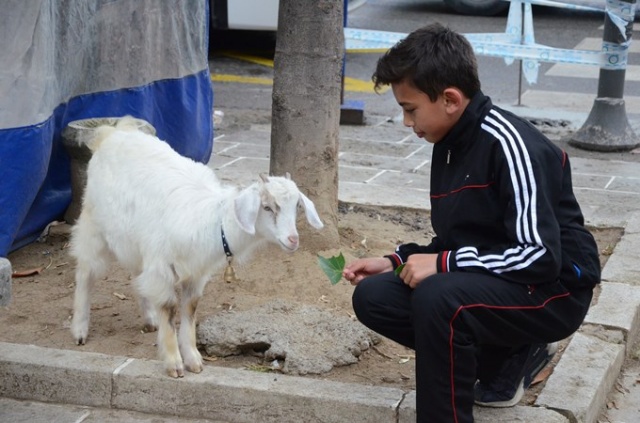 Çalışmaya bile onunla gidiyor 6