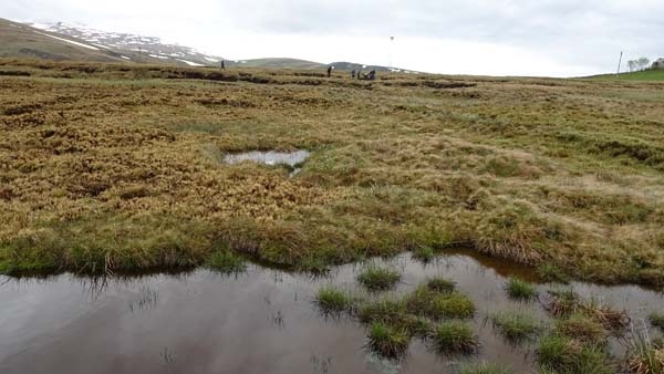 Türkiye'nin en büyük turba bataklığı koruma altına alındı 4