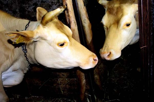 Karadeniz Zekası iş başında - Ahırda yalnız kalan ineği için öyle bir çözüm buldu ki... 2