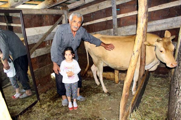 Karadeniz Zekası iş başında - Ahırda yalnız kalan ineği için öyle bir çözüm buldu ki... 6