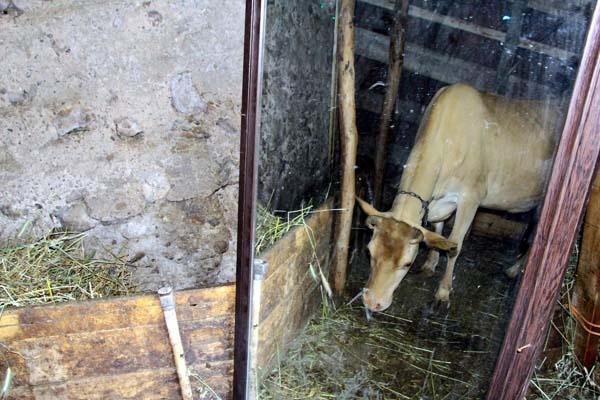 Karadeniz Zekası iş başında - Ahırda yalnız kalan ineği için öyle bir çözüm buldu ki... 5